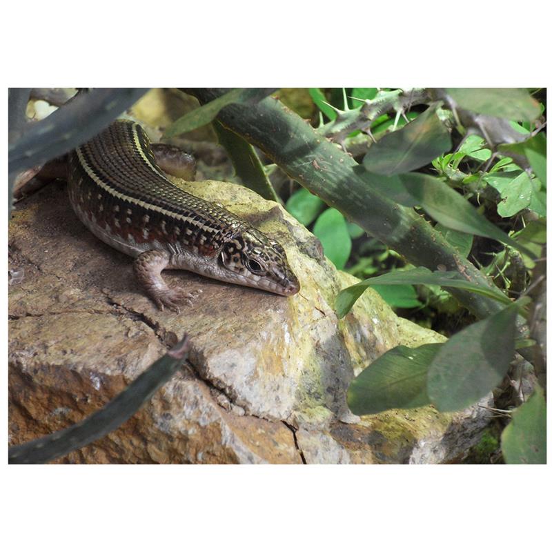 Zonosaurus karsteni - imagine 4